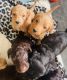 Golden Doodle Puppies for sale in Pasco, Washington. price: NA