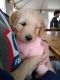 Golden Doodle Puppies for sale in Bend, OR, USA. price: $1,500