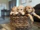 Golden Doodle Puppies for sale in Calimesa, CA, USA. price: $500