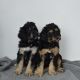 Golden Doodle Puppies for sale in Elk River, Minnesota. price: $650