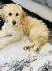 Golden Doodle Puppies for sale in South Glastonbury, Connecticut. price: $1,500