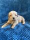 Golden Doodle Puppies for sale in Byesville, Ohio. price: $1,500