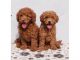 Golden Doodle Puppies for sale in Chicago, Illinois. price: $400