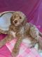 Golden Doodle Puppies for sale in River Rouge, Michigan. price: $1,500