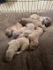 Golden Doodle Puppies for sale in Fort Worth, Texas. price: $700