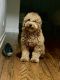 Golden Doodle Puppies for sale in Chicago, Illinois. price: $1,800