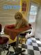 Golden Doodle Puppies for sale in Ventura, California. price: NA