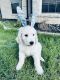 Golden Doodle Puppies for sale in San Marcos, Texas. price: $450