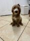 Golden Doodle Puppies for sale in Mims, Florida. price: $650