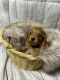 Golden Doodle Puppies for sale in Orange County, CA, USA. price: $2,500
