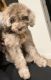 Golden Doodle Puppies for sale in Charlotte, North Carolina. price: $1,400
