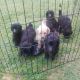 Golden Doodle Puppies for sale in Batesville, Arkansas. price: $200