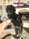 Golden Doodle Puppies for sale in Argyle, Texas. price: $1,300