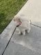 Golden Doodle Puppies for sale in Jacksonville, Florida. price: $1,000