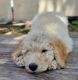 Golden Doodle Puppies for sale in Orlando, Florida. price: $1,000