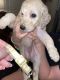 Golden Doodle Puppies for sale in Texarkana, Texas. price: $650