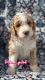 Golden Doodle Puppies for sale in Montgomery, New York. price: $1,250