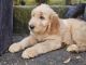 Golden Doodle Puppies for sale in Ormond Beach, Florida. price: $900
