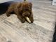 Golden Doodle Puppies for sale in St. Augustine, Florida. price: $1,200