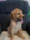 Golden Doodle Puppies for sale in Howell, Michigan. price: $999