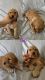 Golden Doodle Puppies for sale in Denver, Colorado. price: $2,000