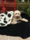 Golden Doodle Puppies for sale in Bradenton, Florida. price: $2,500