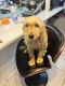 Golden Doodle Puppies for sale in North Providence, RI 02908, USA. price: $1,000