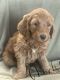 Golden Doodle Puppies for sale in Charlotte, North Carolina. price: $997