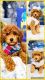 Golden Doodle Puppies for sale in Griffith, Indiana. price: $1,550