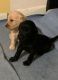 Golden Doodle Puppies for sale in Miami, Florida. price: $180,000