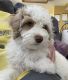 Golden Doodle Puppies for sale in Layton, UT, USA. price: $600