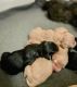 Golden Doodle Puppies for sale in Pensacola, Florida. price: $1,200