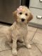 Golden Doodle Puppies for sale in Upland, California. price: $1,500