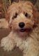 Golden Doodle Puppies for sale in Bargersville, IN, USA. price: NA