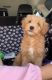 Golden Doodle Puppies for sale in Riverside, California. price: $1,850