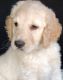 Golden Doodle Puppies for sale in Napoleon, Michigan. price: $700
