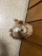 Golden Doodle Puppies for sale in Springfield, Massachusetts. price: $2,500