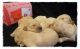 Golden Doodle Puppies for sale in Garden City, MO 64747, USA. price: NA