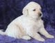Golden Doodle Puppies for sale in Chandler, AZ, USA. price: $450