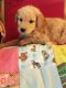 Golden Doodle Puppies for sale in Little River, SC 29566, USA. price: NA
