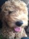 Golden Doodle Puppies for sale in Fitchburg, MA 01420, USA. price: NA
