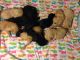 Golden Doodle Puppies for sale in Raleigh, NC, USA. price: $750