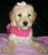 Golden Doodle Puppies for sale in Columbia, SC, USA. price: NA