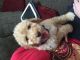Golden Doodle Puppies for sale in Sycamore, IL, USA. price: NA
