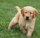 Golden Doodle Puppies for sale in Huntsville, AL, USA. price: NA