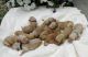 Golden Doodle Puppies for sale in Boise, ID, USA. price: $950
