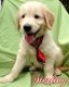 Golden Doodle Puppies for sale in Lancaster, PA, USA. price: $995