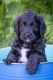 Golden Doodle Puppies for sale in Spokane, WA, USA. price: $1,800