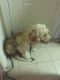 Golden Doodle Puppies for sale in Boston, MA, USA. price: NA