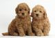 Golden Doodle Puppies for sale in McAllen, TX, USA. price: $300